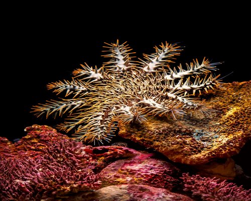 Smartphone displaying the fictional Coral Crown Expedition ocean quest